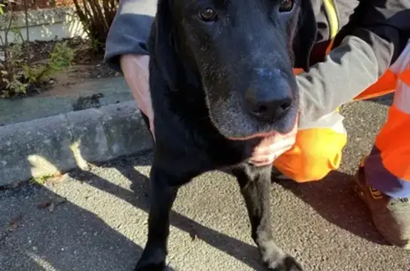 Trouvé: Labrador noir âgé et doux - photo