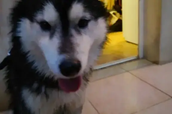 Chien trouvé Palaja, photo: Chien Husky affectueux trouvé à Palaja