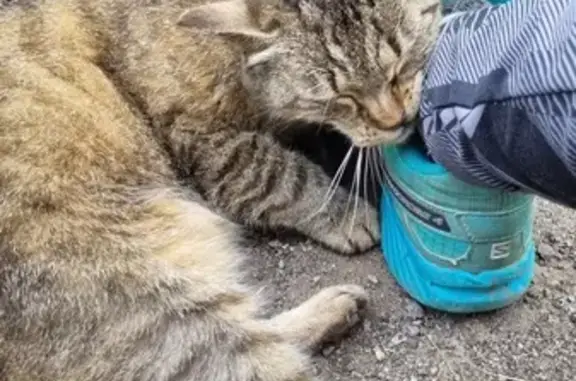 Animaux perdus Gérardmer, photo: Chatte tigrée perdue à Gérardmer