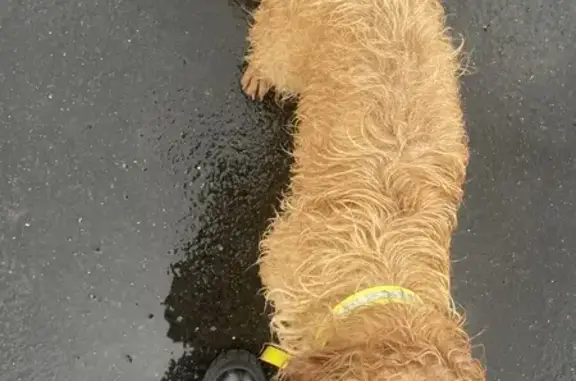 Chien frisé marron perdu à Torra - photo