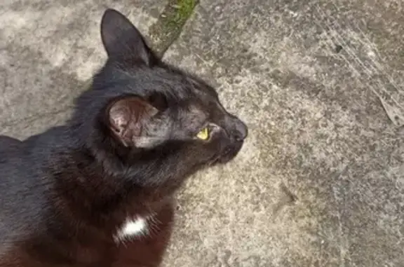 Chatte noire trouvée à Montbéliard - photo
