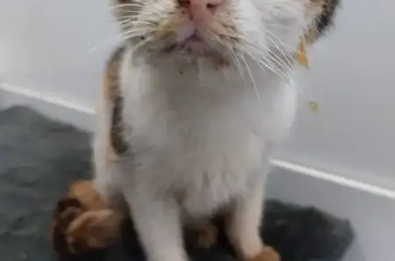 Animaux trouvés Friville-Escarbotin, photo: Chat âgé trouvé malade - Friville