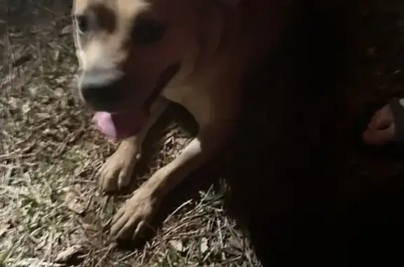Lost Tan Dog Found on SE 100th Ave - Help!