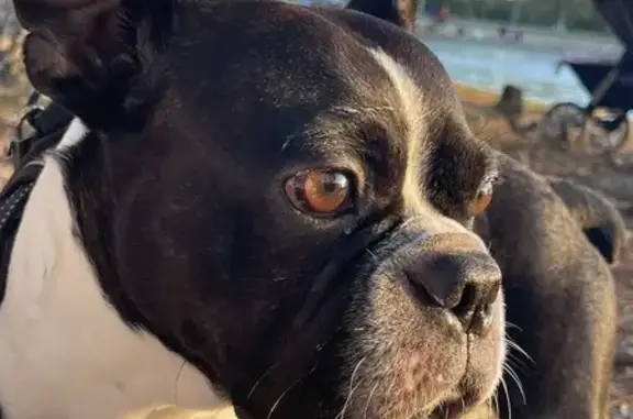 Lost Boston Terrier in Houston - Help Us!