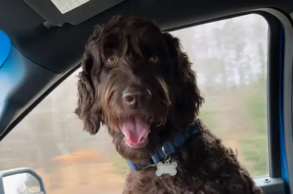 Lost Aussiedoodle in Lake, MI - Help Find Her!