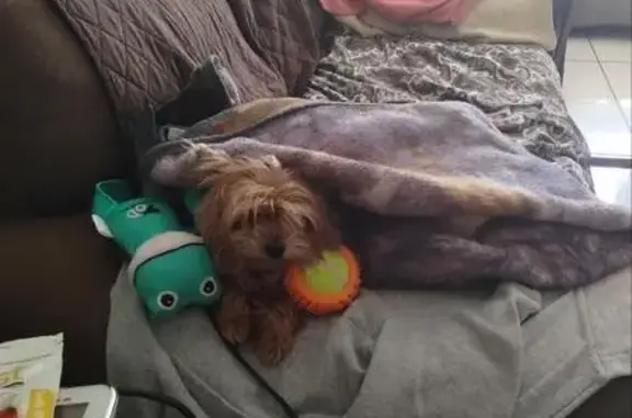 Missing dog , photo: Help Find Millo! Lost Male Dog near Albania Dr