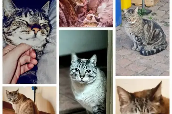 Lost Senior Male Cats - Vereeniging, GP