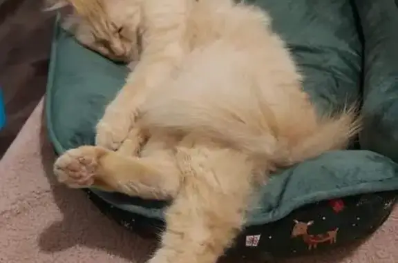Chat perdu, Ille-sur-Têt, photo: Chat roux perdu à Ille-sur-Têt