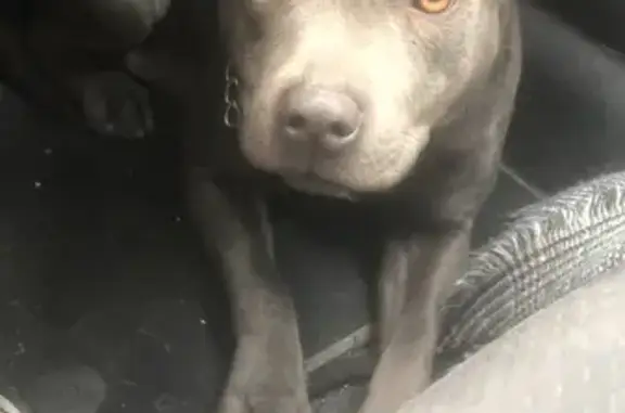 Staffie bleue perdue à Nîmes - photo