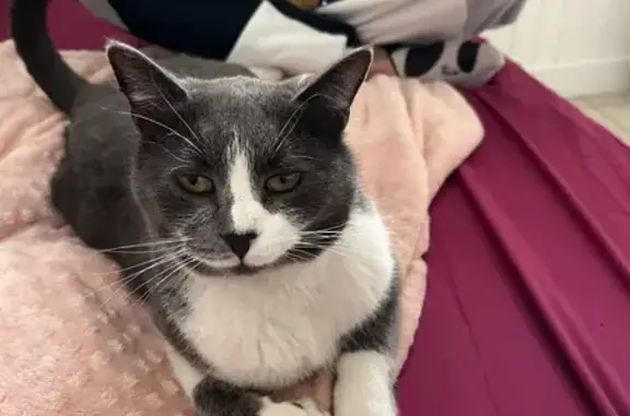Chat trouvé , photo: Chat gris-blanc affectueux trouvé