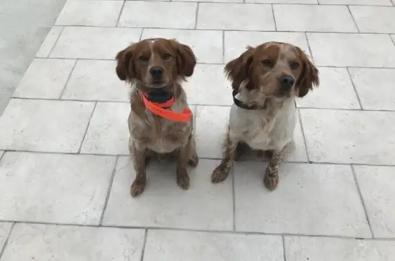 Chien perdu , photo : Deux épagneuls perdus à Boutigny