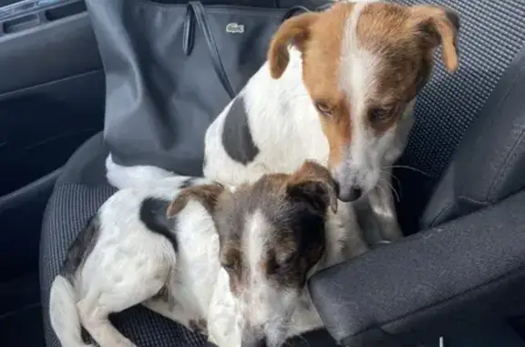 Chien perdu: 2 fox-terriers blancs - photo