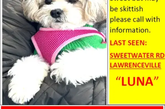 Lost Shih Tzu Mix in Lawrenceville - Help!