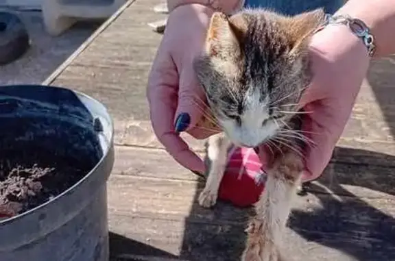 Chat tigré maigre trouvé à Saint-Pé - photo