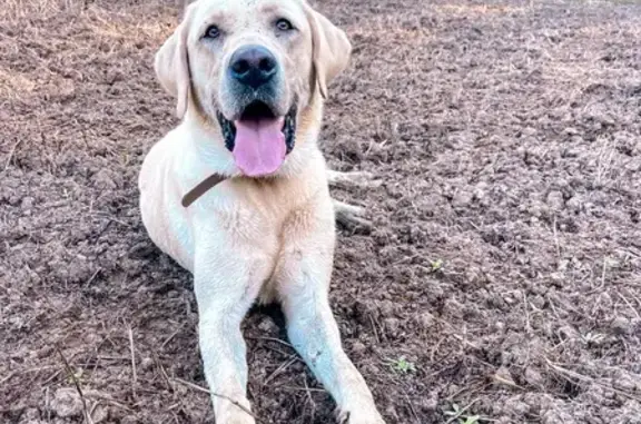 Lost White Lab Sable in Loxley - Help Find Him!