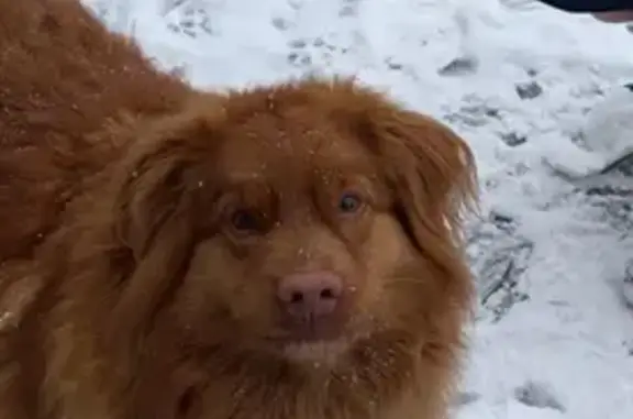 Lost Toller in Teays Valley - Help Find Her!