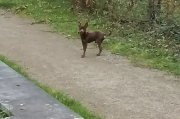 Chien trouvé , photo: Chiot pinscher perdu à Jubaudière