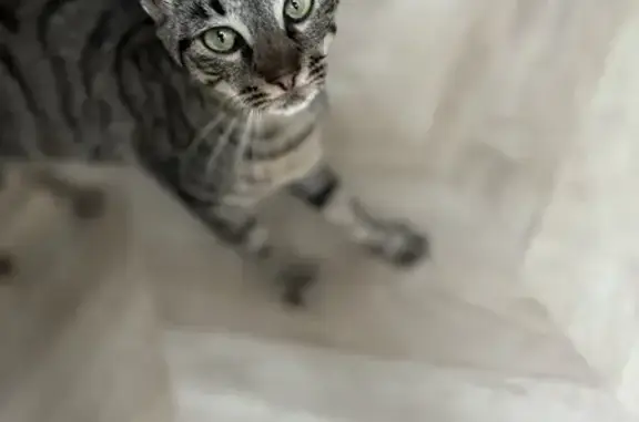 Chaton perdu à Cherbourg - photo