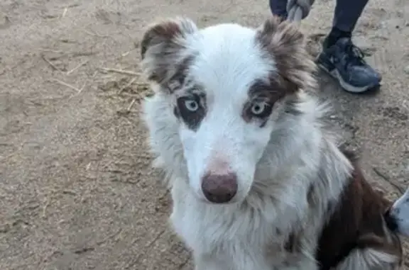 Chiot maron/blanc yeux bleus trouvé - photo