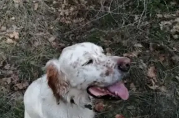 Chien perdu Mons, photo : Chien sourd Inouk perdu - 11 ans