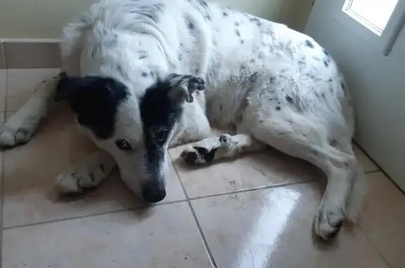 Chien blanc et noir blessé trouvé - photo