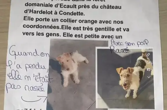 Chien perdu Saint-Étienne-au-Mont, photo : Chienne Shanel perdue - Aidez-nous!