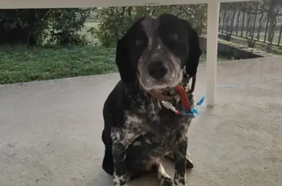 Chien croisé noir trouvé à Beaulieu - photo