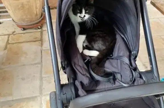 Animaux perdus , photo: Chat noir et blanc perdu à Grasse