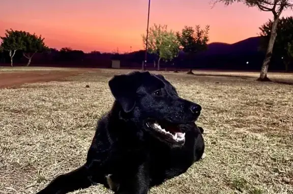 Lost Black Lab Diesel - Help Find Him!