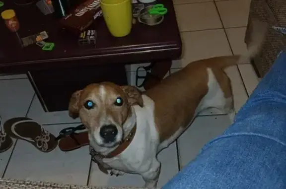 Lost Jack Russell in Benoni - Help Find Him!