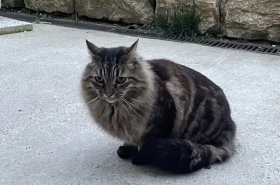 Chat craintif trouvé à Douvres 92 - photo