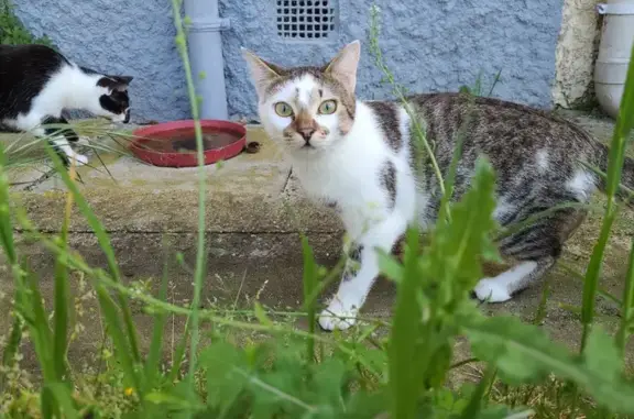 Chat perdu, La Tour-du-Crieu, photo: Chat ataxique Tigrou perdu