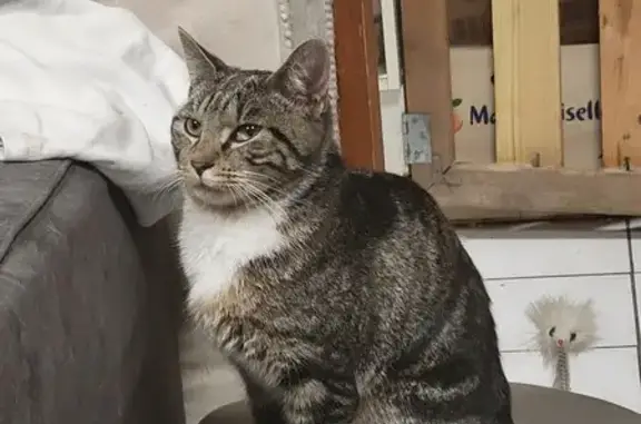 Tigre blanc perdu, non pucé, câlin - photo