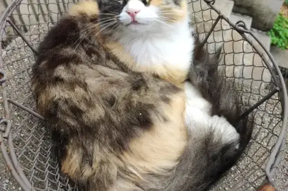 Chat perdu, Saint-Hippolyte, photo: Bonnie, Chatte Tricolore Perdue