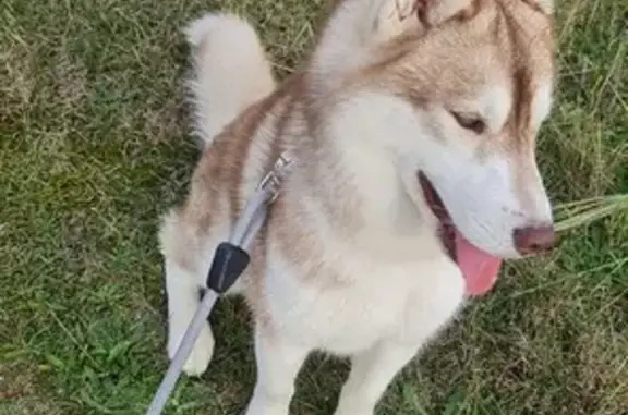 Chien perdu , photo : Husky Beige Perdu à Remilly