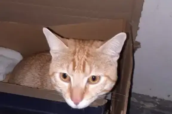 Chat trouvé Paris, photo: Chat perdu au 5 bd Davout