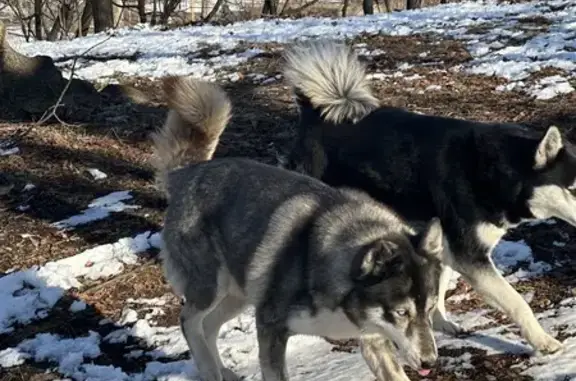 Lost Huskies in Paterson - Help Find Nala & Maya!