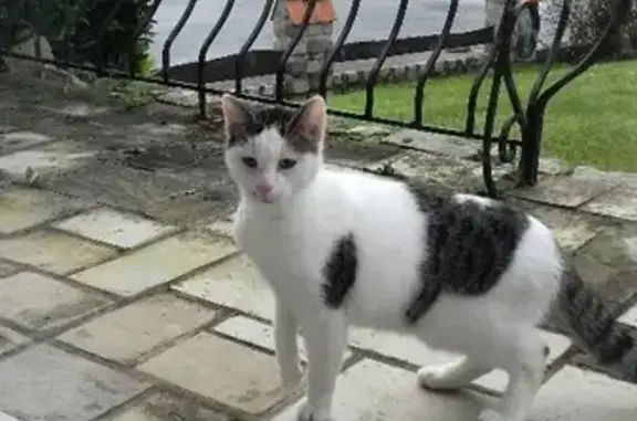 Chatte blanche/grise trouvée - photo