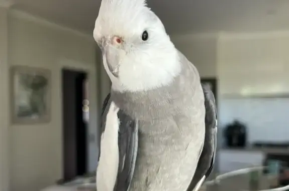 Lost White-Faced Cockatiel - Plymouth Rd Help!