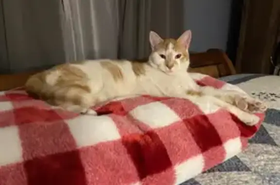 Lost Cat in Denton: White & Orange Male, 2yrs