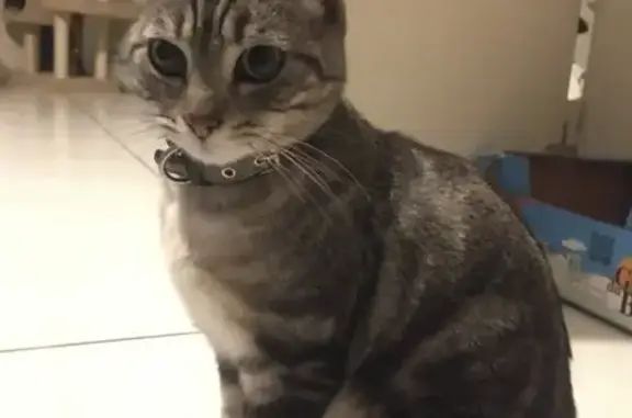 Chaton gris « Ruby D. » trouvé - photo