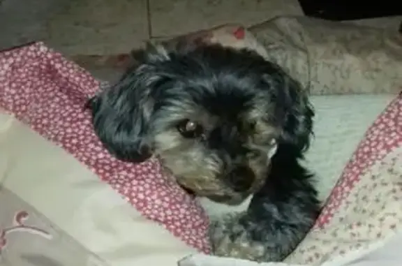 Chien perdu , photo : Chien perdu: Noire et feu, 4kg