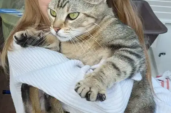 Chat trouvé Trélissac, photo: Chaton perdu 8 mois - Trélissac