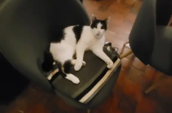 Chat perdu, Mézières-en-Drouais, photo: Chatte noire/blanche perdue à Mézières