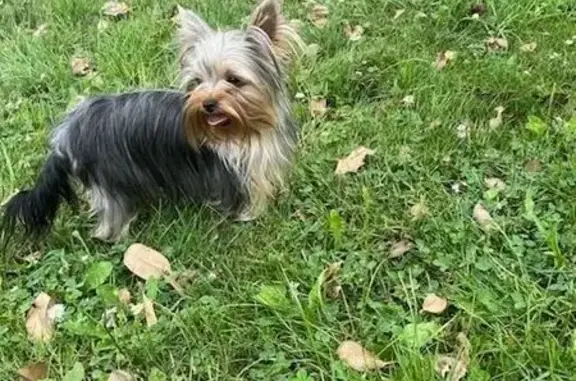 Chien perdu Louvigné-du-Désert, photo : Yorkshire enceinte volée à Louvigné