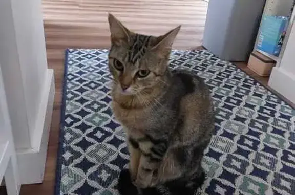 Chaton perdu à Trélissac - photo