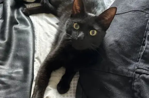 Chat noir affectueux trouvé à Rezé - photo
