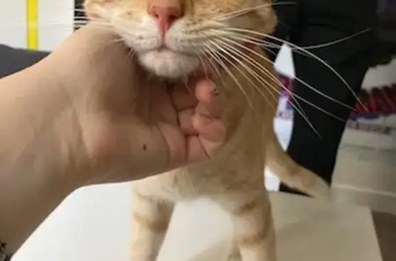 Chat roux affectueux trouvé - Angoulême - photo