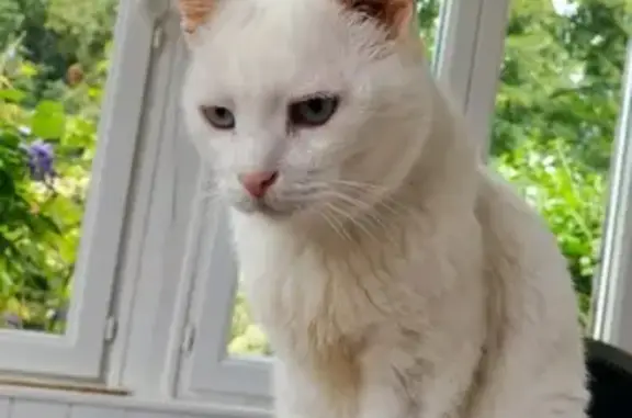 Animaux perdus , photo: Chat sourd et diabétique KOSMO disparu