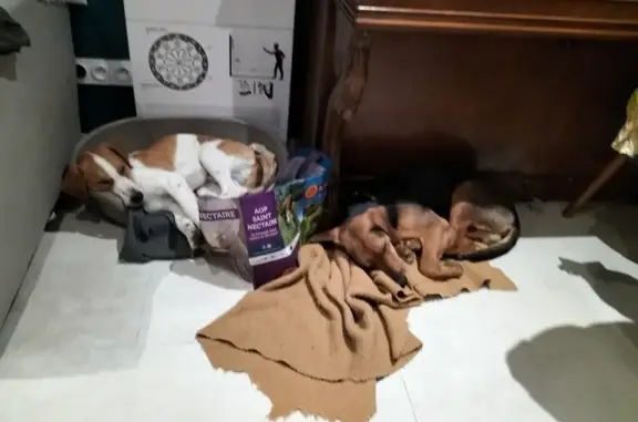 Chien perdu Soings-en-Sologne, photo : Alerte: Deux Chiens Perdus à Soings